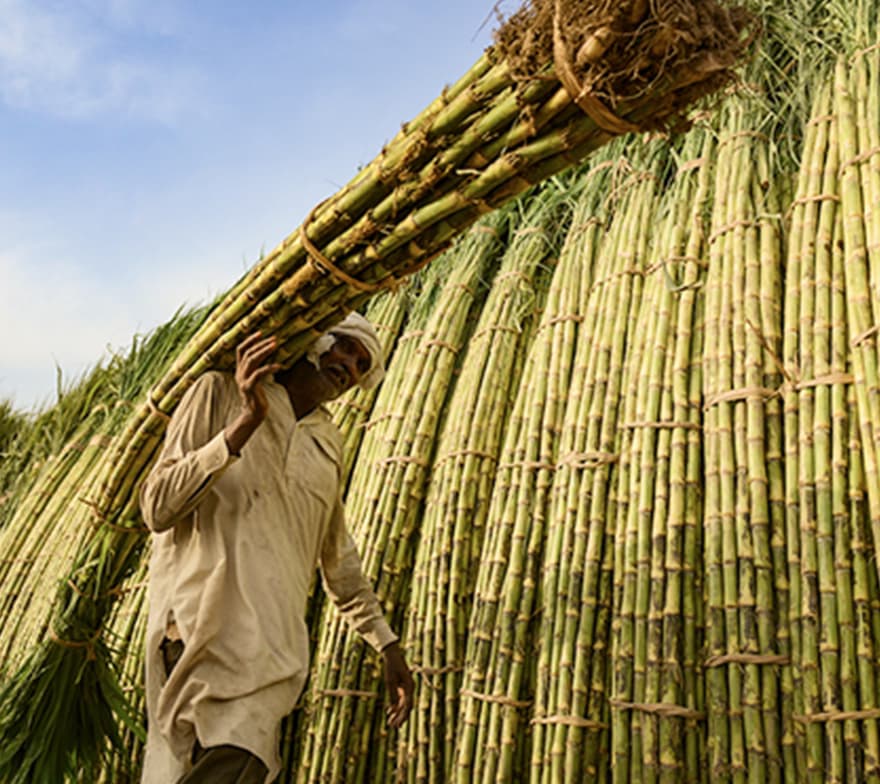 Agricultural lands of Khyber Pakhtunkhwa, Pakistan, featuring fertile plains, terraced fields, fruit orchards, and diverse crops like wheat, maize, and sugarcane, supported by traditional farming practices and irrigation systems.