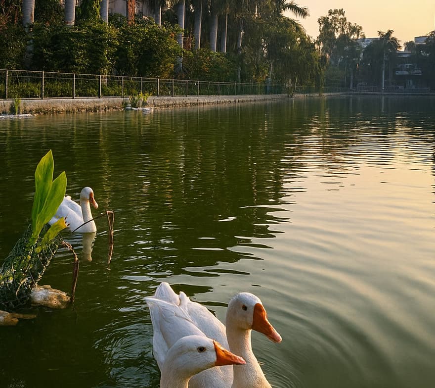 Ducks swimming in a pond.