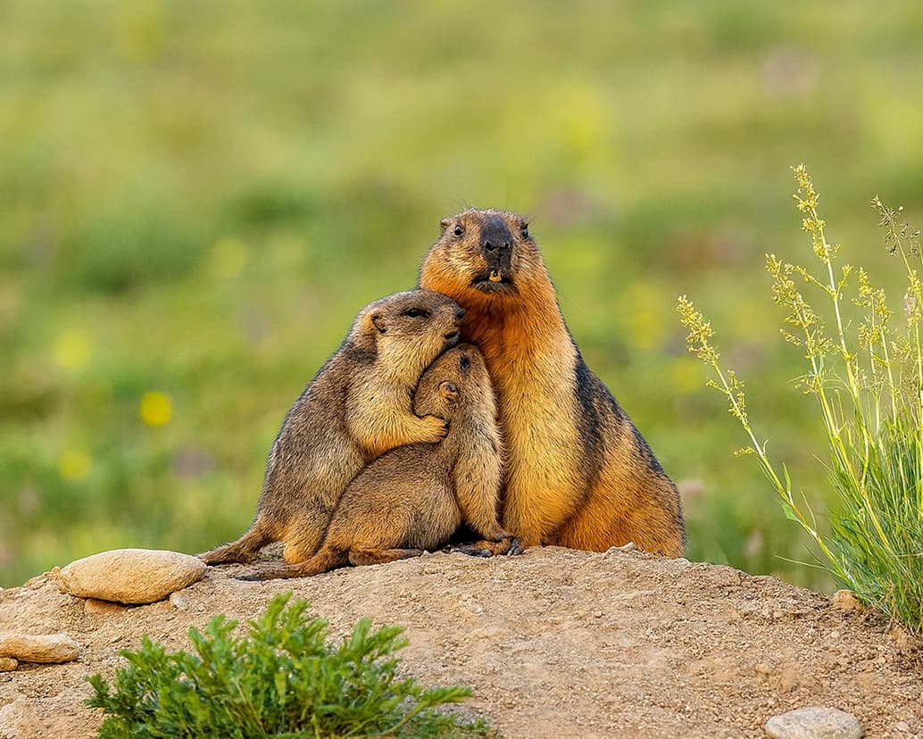 A group of marmots sitting on the grasslands of Deosai Plains in Skardu, surrounded by open fields and mountains.