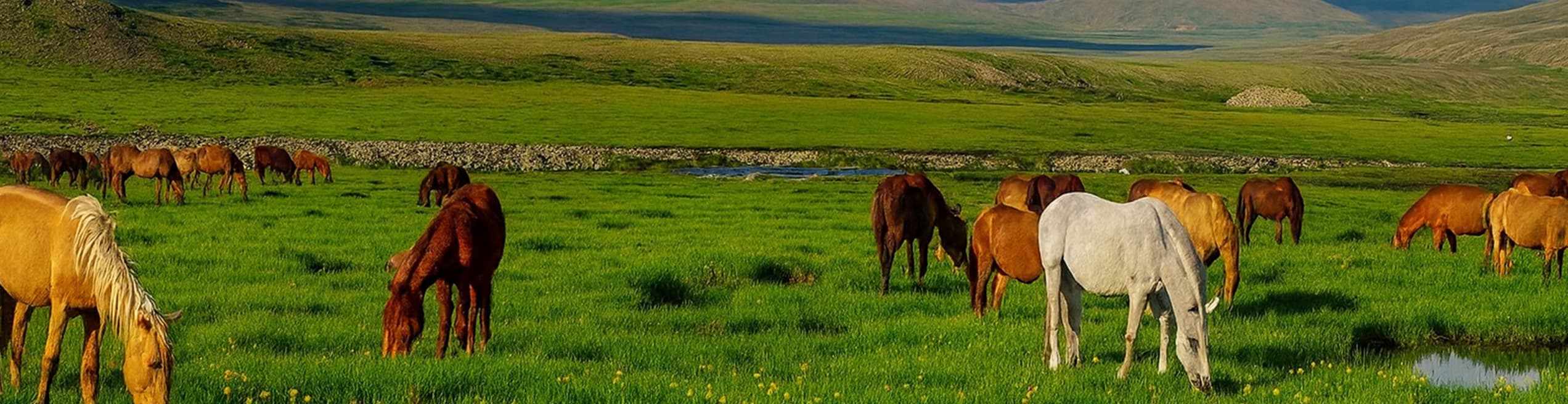 Horses peacefully grazing in the lush green meadows of Deosai Valley, surrounded by mountains.