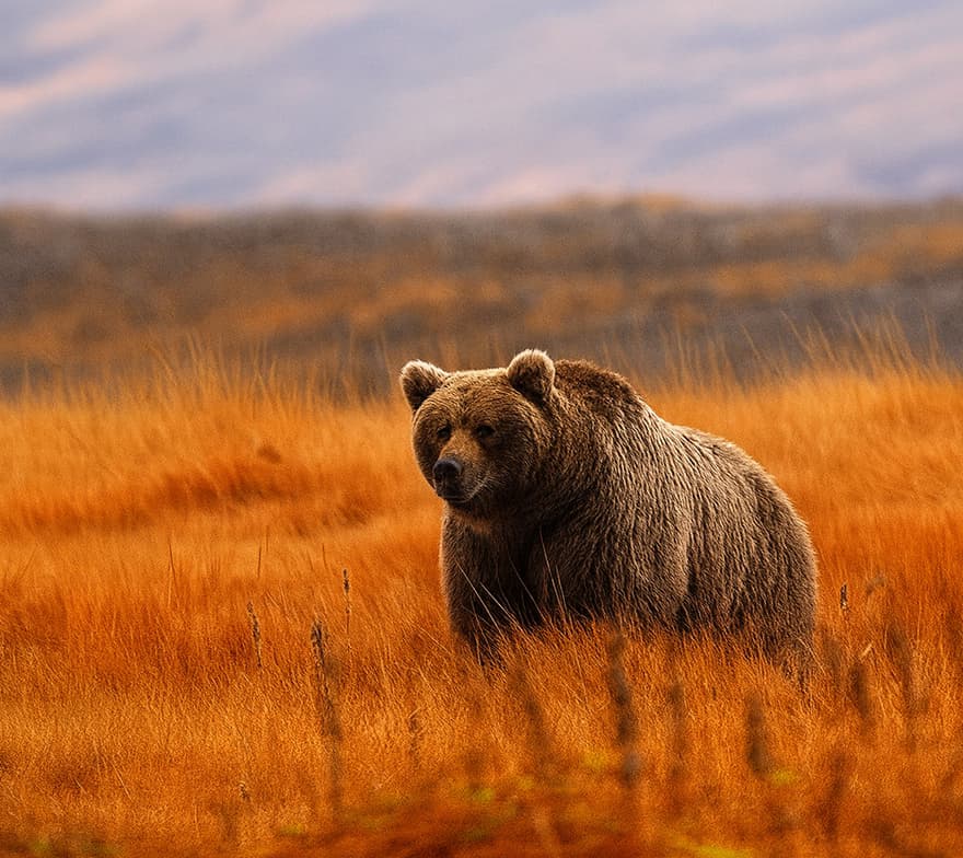 A brown bear roaming freely across the grasslands of Deosai Valley, surrounded by mountains and open fields.
