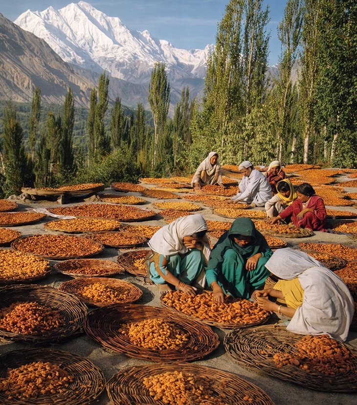 dried apricots, hunza apricot​