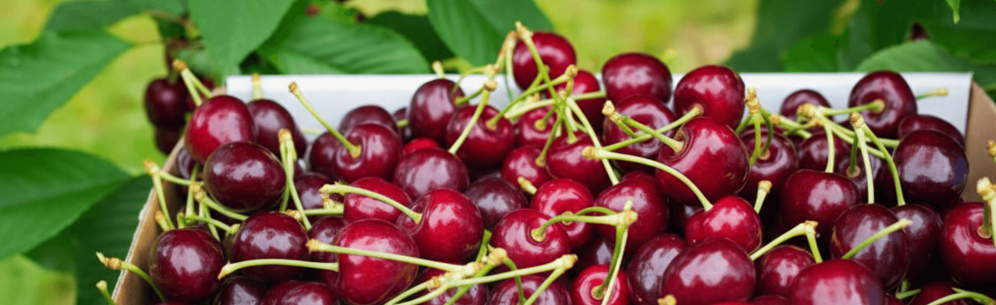 Wide view of cherry farms with visitors walking through orchard rows, Agrotourism cherry picking farm scene in Pakistan where visitors buy cherries