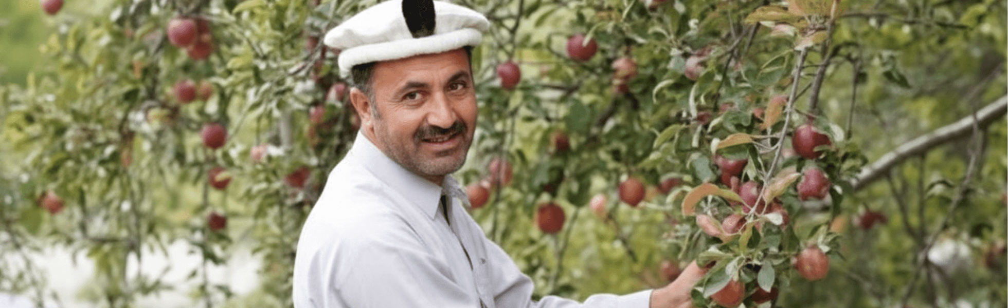 Wide banner view of apple farms with visitors walking through orchard rows for apple picking, Apple farming and harvesting scene in Pakistan highlighting fruit orchards and agrotourism