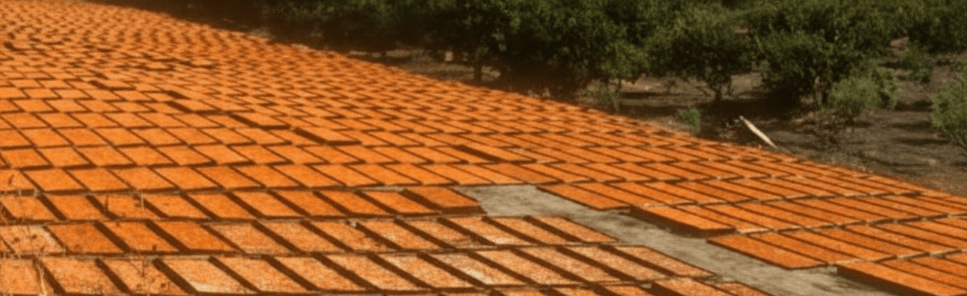 Dried apricots nutrition and Hunza Gold style dry fruits processing area Apricots arranged for sun drying in Hunza, Hunza Gold dried apricots processing and storage