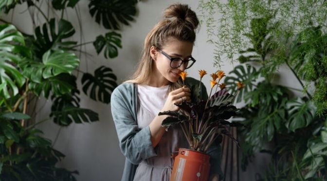 Indoor Plants, grow indoor plants, indoor gardening